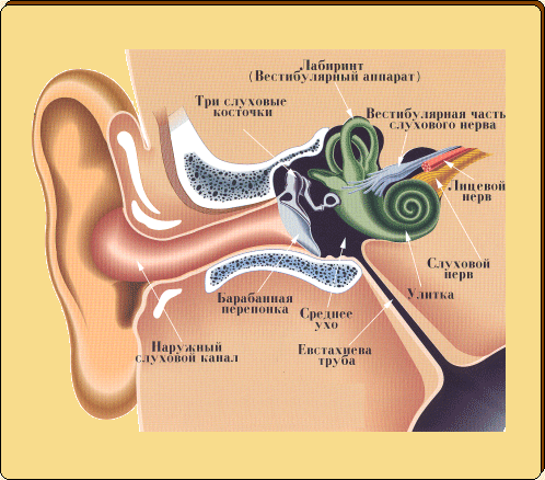 Внутреннего уха - строение костного и перепончатого лабиринта