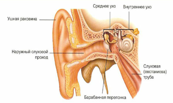 Распространенное заболевания уха: Отит