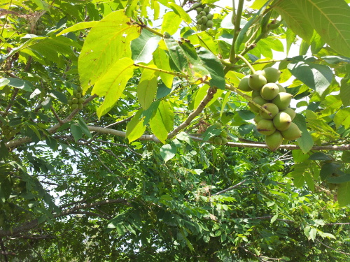Сок свежих листьев грецкого ореха от боли в ушах